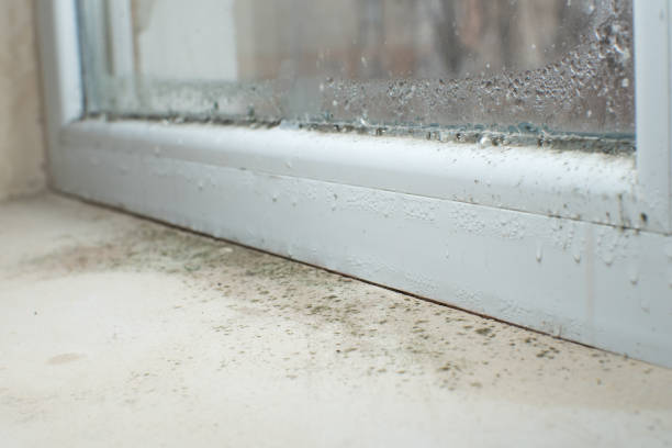 Why You Should Choose Our Mold Remediation Services in Sylvan Lake, MI